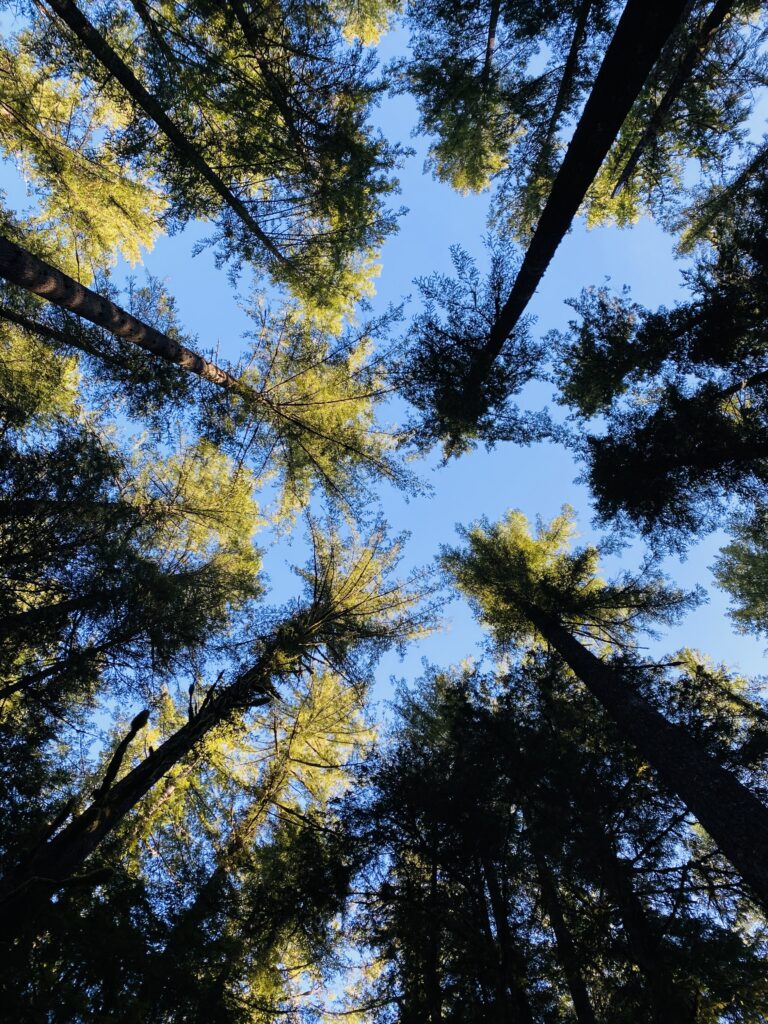 Peaceful Walk In The Forest Near Mt. Baker