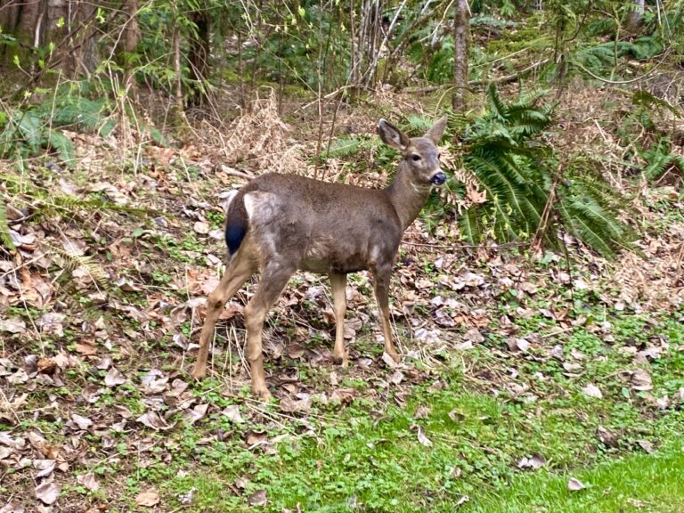 What to see in the Mt. Baker Snoqualmie National Forest