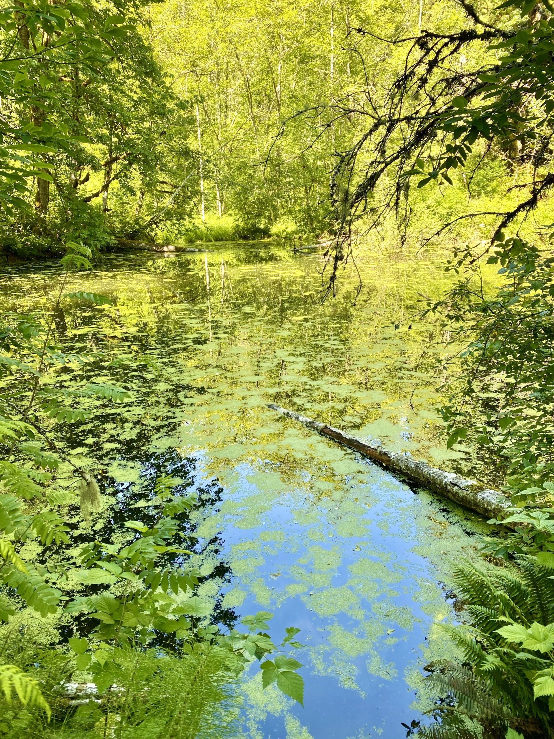 Bay to Baker Trail